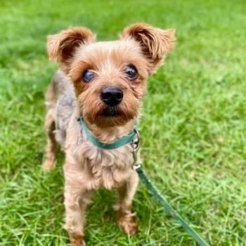 Rescue Yorkshire Terrier Dogs for Adoption in Minneapolis, Minnesota - Dumpling | PetCurious
