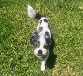 Jagger -  Shih Tzu and Terrier Dog for Adoption in Orange, California - Jagger | PetCurious