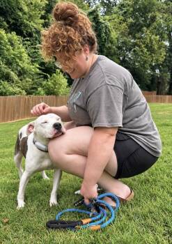 Pascal -  Pit Bull Terrier Dog for Adoption in Princeton, Massachusetts - Pascal | PetCurious