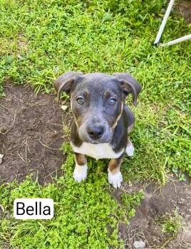 Bella -  Mountain Cur Dog for Adoption in Manchester, Connecticut - Bella | PetCurious