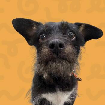 Rachel -  Terrier Dog for Adoption in Reno, Nevada - Rachel | PetCurious