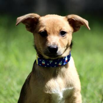 Chihuahua Dogs Available for Adoption in Hondo, Texas - Cornbread | PetCurious