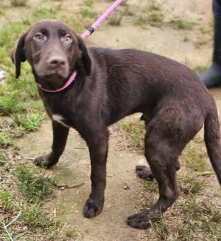 Chocolate Labrador Retriever Dogs Available for Adoption in Fort Payne, Alabama - Arti | PetCurious