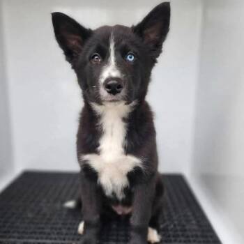 Fumbelina (p) -  Siberian Husky and Mixed Breed Dog for Adoption in New York, New York - Fumbelina (p) | PetCurious