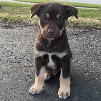 Squirrel -  Mixed Breed Dog for Adoption in Buffalo, Minnesota - Squirrel | PetCurious