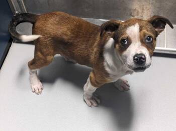 Smiley~FOSTER or FOSTER TO ADOPT NEEDED~ -  Terrier Dog for Adoption in Minneapolis, Minnesota - Smiley~FOSTER Or FOSTER TO ADOPT NEEDED~ | PetCurious