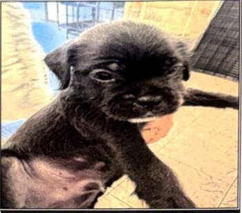 Aruba -  Pug and Maltese Dog for Adoption in Los Angeles, California - Aruba | PetCurious