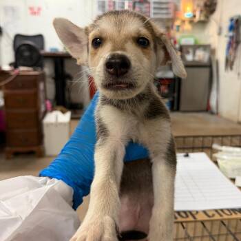 Superman -  Shepherd Dog for Adoption in Edinburg, Texas - Superman | PetCurious