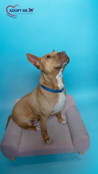 Mixed Breed Dogs Available for Adoption in Alexandria, Virginia - Janice | PetCurious