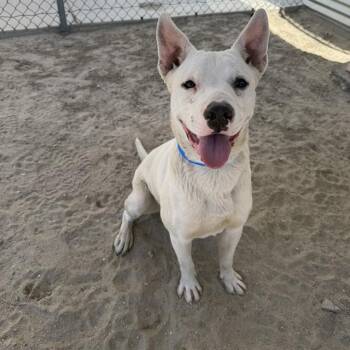 Pit Bull Terrier and Mixed Breed Dogs Available for Adoption in Thousand Palms, California - LARRY | PetCurious