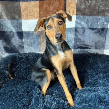 Rescue Hound Dogs for Adoption in Benld, Illinois - Rooter | PetCurious