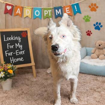 Australian Cattle Dog Blue Heeler Dogs Available for Adoption - Elsa | PetCurious