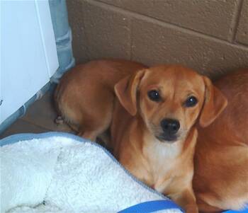 DR. PUP -  Chihuahua and Dachshund Dog for Adoption in Chula Vista, California - DR. PUP | PetCurious
