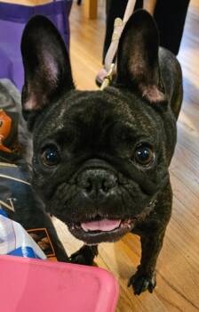Olive -  French Bulldog Dog for Adoption in East Hartford, Connecticut - Olive | PetCurious