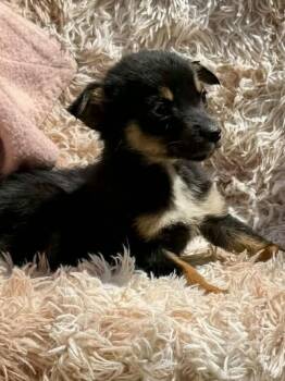 Bunny #5219 -  Australian Shepherd Dog Available for Adoption in Ontario, California - Bunny #5219 | PetCurious