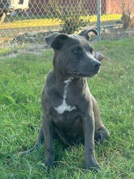 Rescue Pit Bull Terrier Dogs for Adoption in Gainesville, Virginia - Sylvie (Coming The 14th) | PetCurious