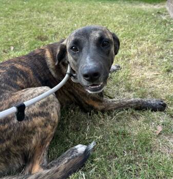 Rescue Labrador Retriever Dogs for Adoption in Little Rock, Arkansas - Irene | PetCurious