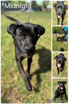 Labrador Retriever Dogs Available for Adoption in Enterprise, Alabama - Midnight | PetCurious