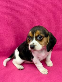 Flower -  Beagle Dog for Adoption in East Sparta, Ohio - Flower | PetCurious