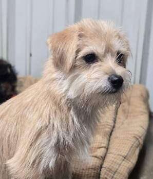 ML Popcorn -  Terrier Dog for Adoption in Warrenton, Missouri - ML Popcorn | PetCurious