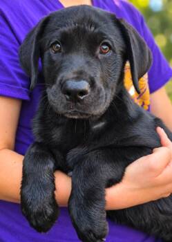 Mercy Moon -  Labrador Retriever Dog for Adoption in El Dorado, Arkansas - Mercy Moon | PetCurious