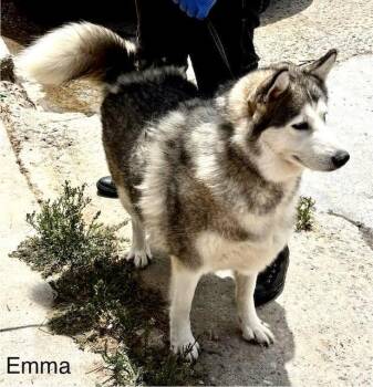 Emma -  Alaskan Malamute Dog for Adoption in Fallbrook, California - Emma | PetCurious