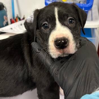 Shrimp -  Labrador Retriever and Mixed Breed Dog for Adoption in Yuma, Arizona - Shrimp | PetCurious