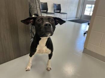 A384264 -  Pit Bull Terrier and Mixed Breed Dog for Adoption in Ocala, Florida - A384264 | PetCurious