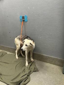 Rescue German Shepherd Dog and Mixed Breed Dogs for Adoption in Las Vegas, Nevada - LUPE | PetCurious