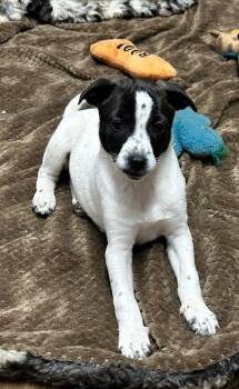 Rat Terrier Dogs Available for Adoption - TILLY (ohiosdrescue@gmail.com) | PetCurious