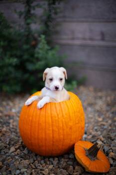 Rory -  Australian Shepherd Dog for Adoption in Las Vegas, Nevada - Rory | PetCurious