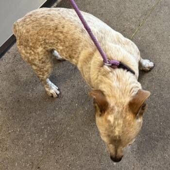 Mixed Breed Dogs Available for Adoption in Las Cruces, New Mexico - 106389 | PetCurious
