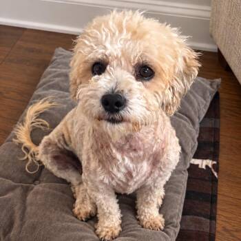 Eloise -  Poodle Dog for Adoption in Sonoma, California - Eloise | PetCurious