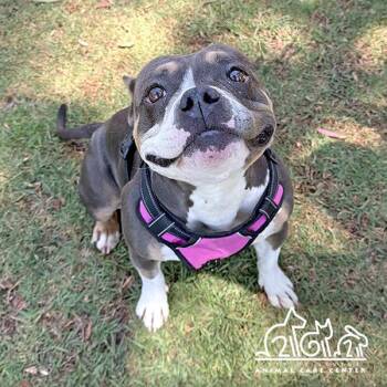 Pit Bull Terrier Dogs Available for Adoption in Irvine, California - GIGI | PetCurious