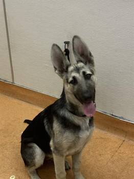 FRANKLIN -  German Shepherd Dog Dog for Adoption in Martinez, California - FRANKLIN | PetCurious
