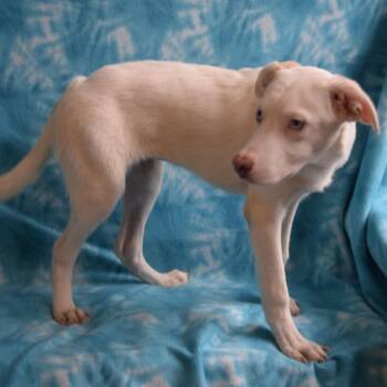 Samantha -  Husky and Labrador Retriever Dog for Adoption in Eureka, California - Samantha | PetCurious