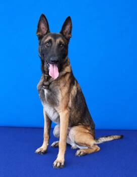 BOBA -  Belgian Shepherd Malinois Dog for Adoption in Pasadena, California - BOBA | PetCurious