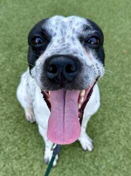 Tails -  Mixed Breed Dog for Adoption in Wichita, Kansas - Tails | PetCurious