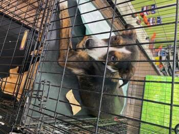 Rescue Mixed Breed Dogs for Adoption in Livingston, Texas - Pebbls | PetCurious