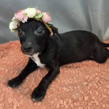 Chihuahua Dogs Available for Adoption in Foley, Alabama - Tinker | PetCurious
