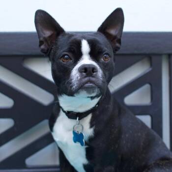 Mikey -  Boston Terrier Dog for Adoption in Los Angeles, California - Mikey | PetCurious