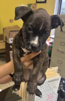 Rescue Mixed Breed and Boxer Dogs for Adoption in Boca Raton, Florida - Zoey 9325 | PetCurious
