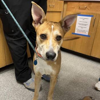 Poppy -  Husky and Shepherd Dog for Adoption in Durango, Colorado - Poppy | PetCurious
