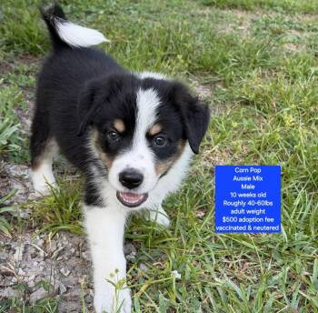 Corn Pop -  Australian Shepherd Dog for Adoption in Oviedo, Florida - Corn Pop | PetCurious