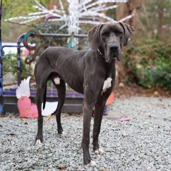 Hagrid -  Great Dane Dog for Adoption in Wake Forest, North Carolina - Hagrid | PetCurious
