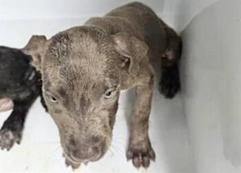 Labrador Retriever and Mixed Breed Dogs Available for Adoption in Houston, Texas - SASHA | PetCurious