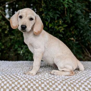 Acornelia 09-2427 -  Black Labrador Retriever and Hound Dog for Adoption in Tyrone, Georgia - Acornelia 09-2427 | PetCurious