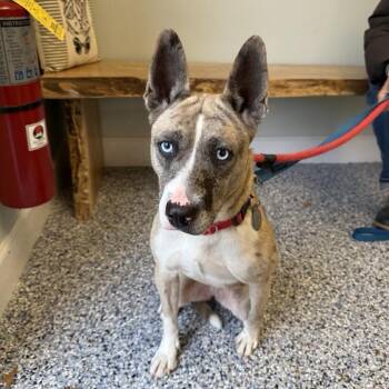Rescue Cattle Dog and Catahoula Leopard Dog Dogs for Adoption in Phoenixville, Pennsylvania - Lucci | PetCurious