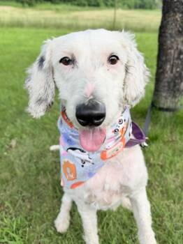 Sparkler -  Mixed Breed Dog for Adoption in Menomonie, Wisconsin - Sparkler | PetCurious