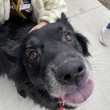 Chow Chow and German Shepherd Dog Dogs Available for Adoption in Champaign, Illinois - Daize | PetCurious